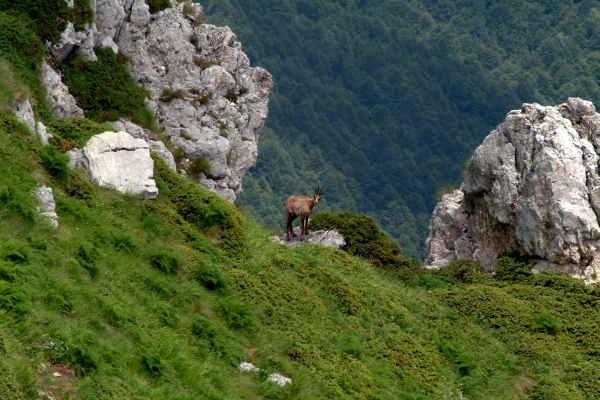 Camoscio d''Abruzzo Rupicapra pyrenaica ornata